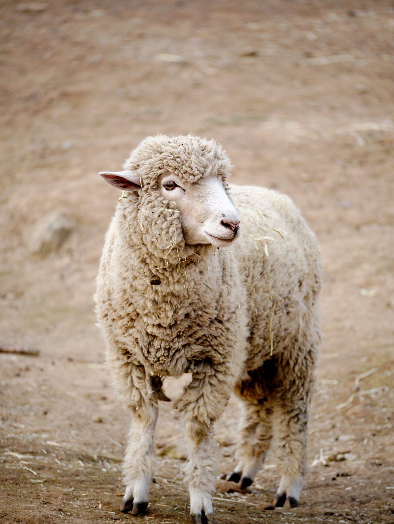 Lonely sheep in the Scottish Highlands