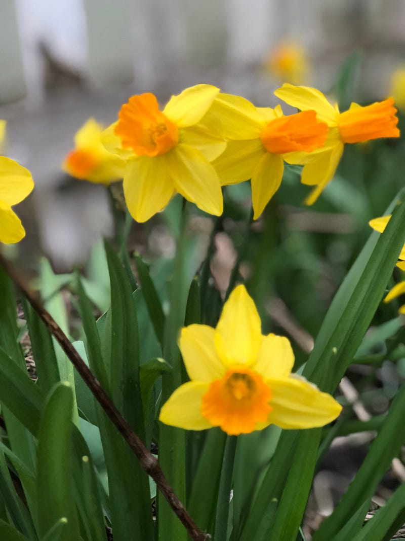 Jonquils blooming in spring garden