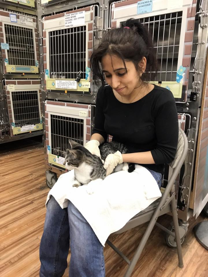 Author engaging with animals at a cat shelter