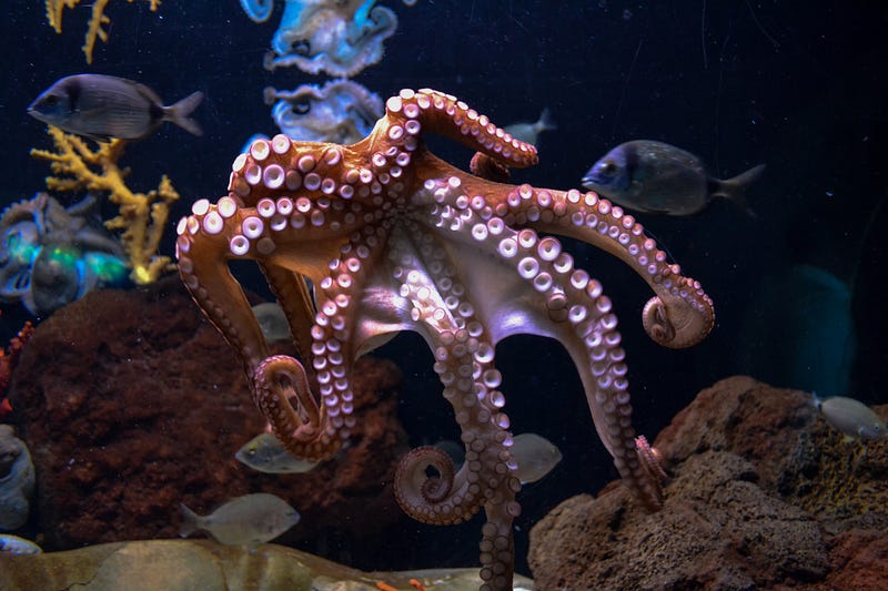 Octopus engaging in unexpected behavior