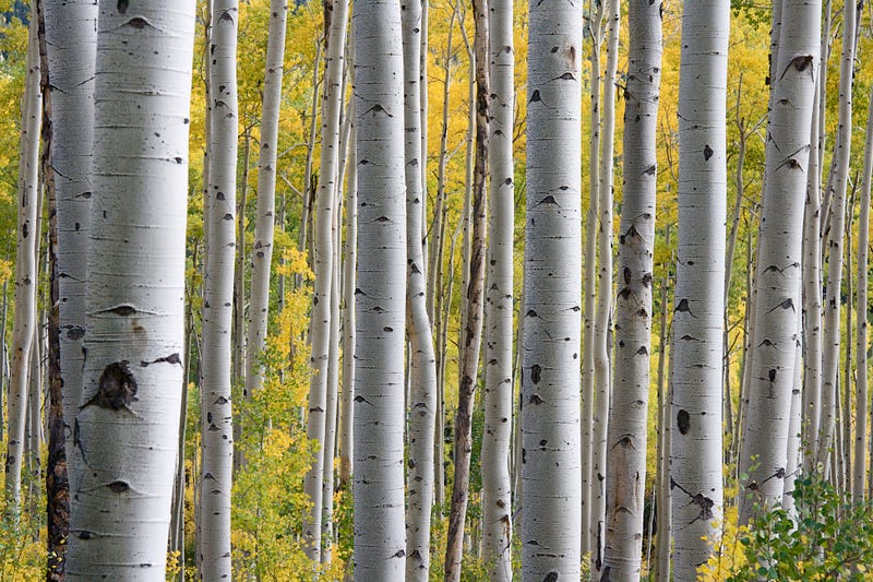 Birch trees used for soil remediation