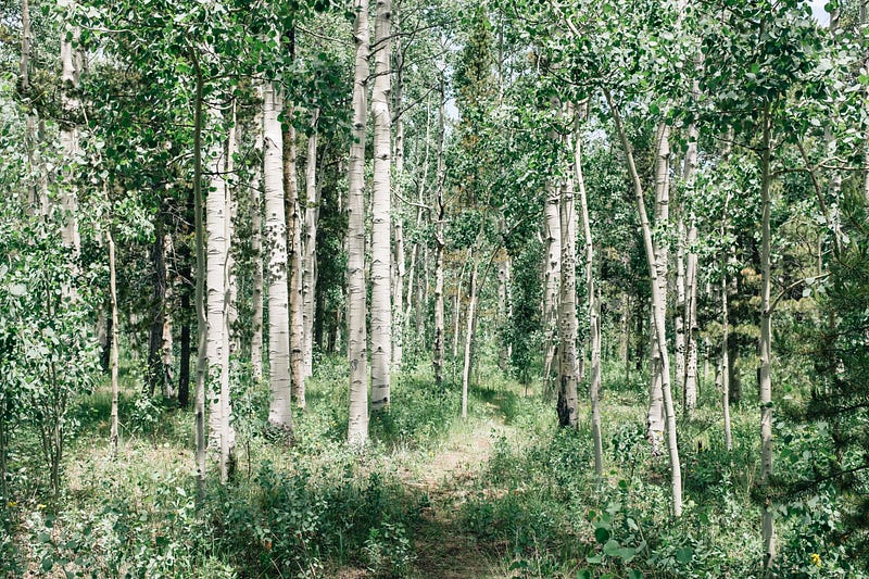 Fast-growing birch trees