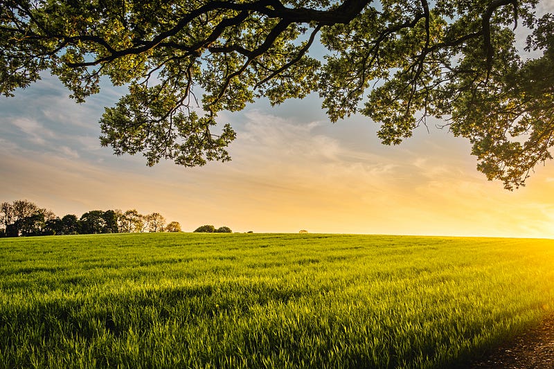 Farmers adopting birch trees for soil health