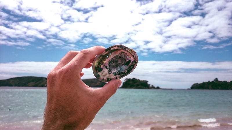 Paua shell displayed on a rocky surface