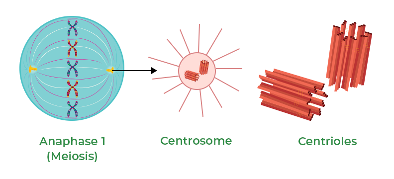 The concept of aneuploidy in cancer cells