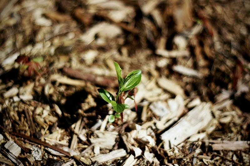 Eco-friendly burial options