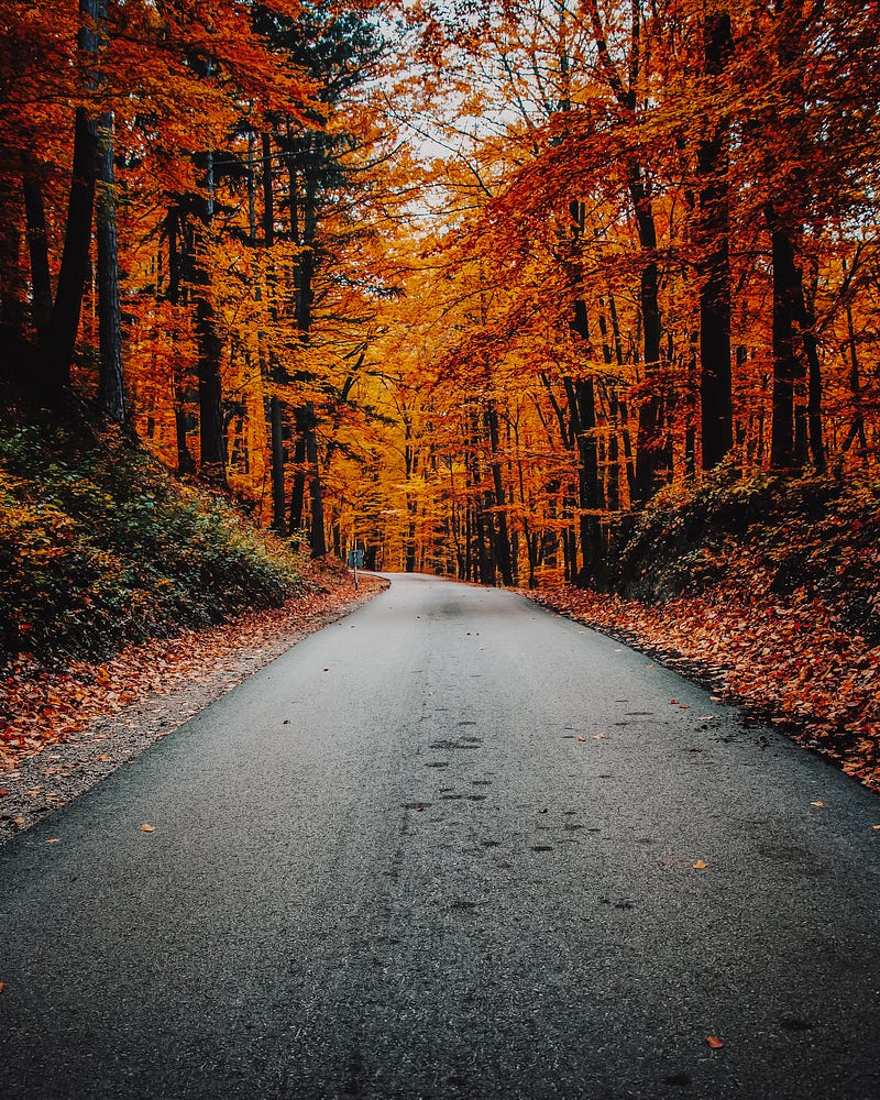 Vibrant autumn leaves showcasing the beauty of fall