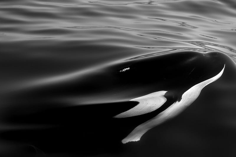 Orcas hunting techniques in action