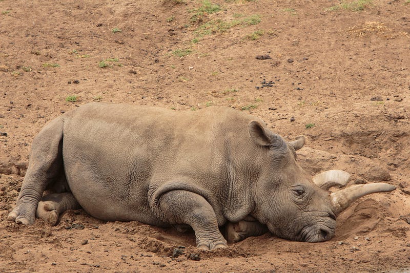 Northern white rhino in its natural habitat