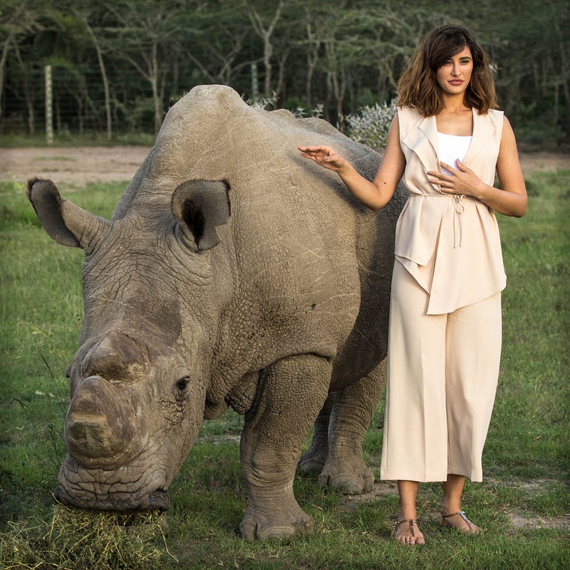 The last male northern white rhino prior to its death