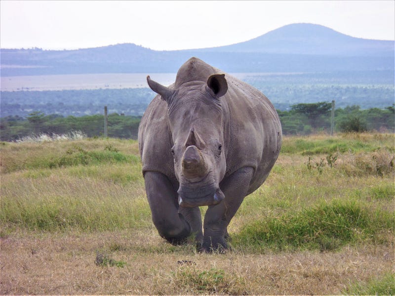 Habitat of the northern white rhino