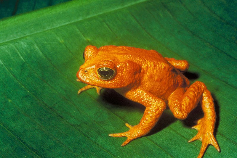 The Golden Toad — An extinct species once found in Costa Rica