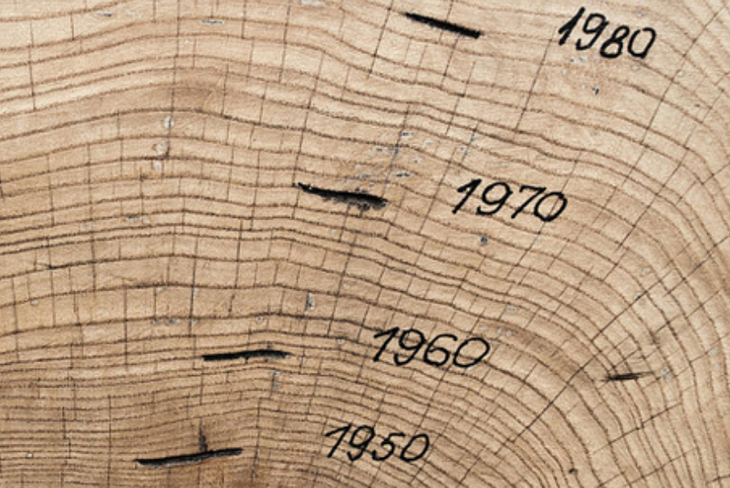 Growth rings of a tree for age determination