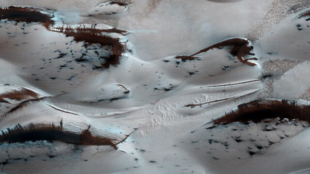 Optical Illusion of Trees on Mars