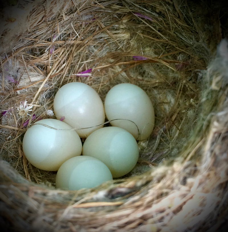 California Thrasher eggs found during research