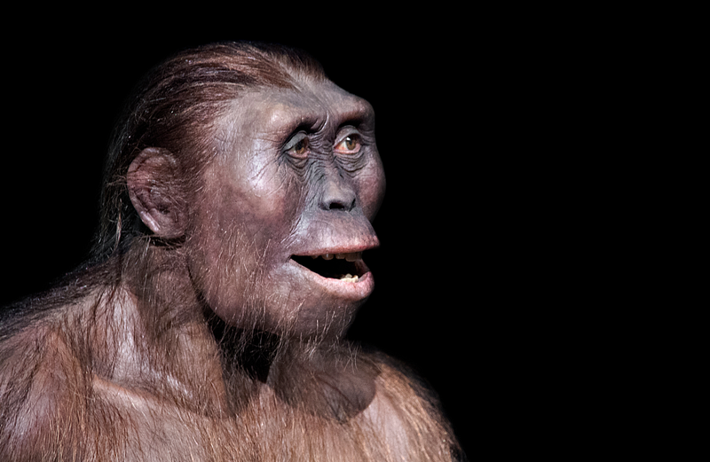 Australopithecus afarensis