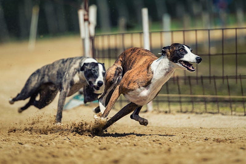 Dogs running