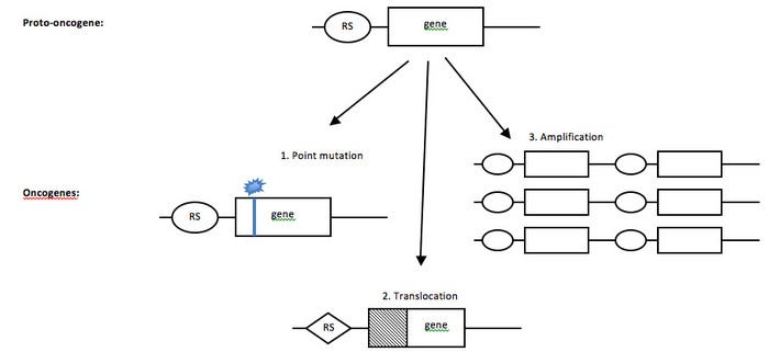 Diagram illustrating oncogene activation