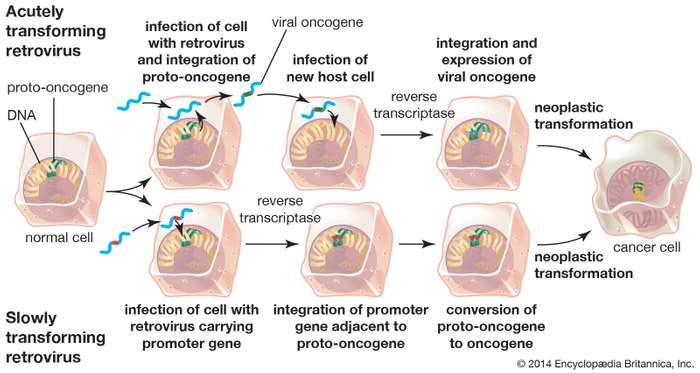 Diagram depicting the process of oncogene formation