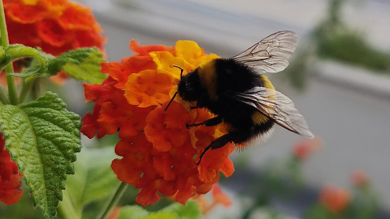 Bumblebee symbolizing resilience and bold choices