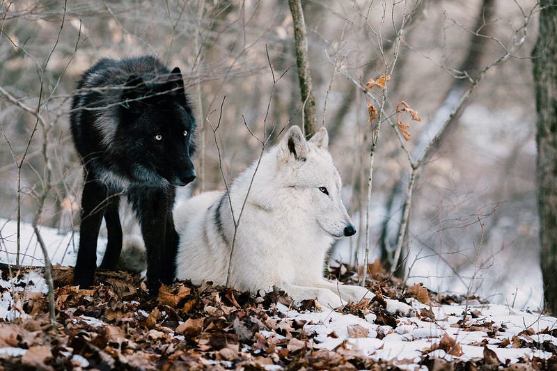 Illustration of the two wolves representing internal conflict