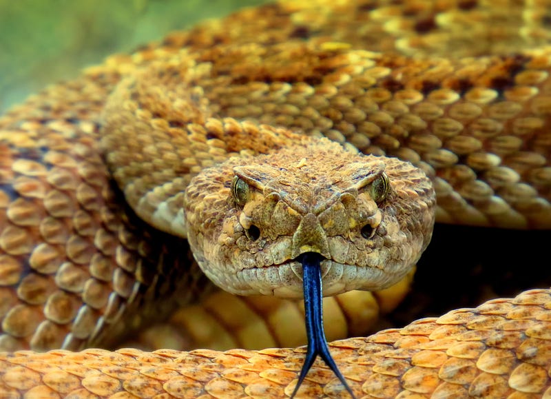 Rattlesnake in a tank