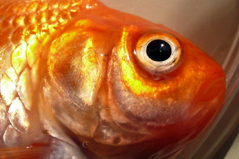 Colossal Goldfish Caught in France