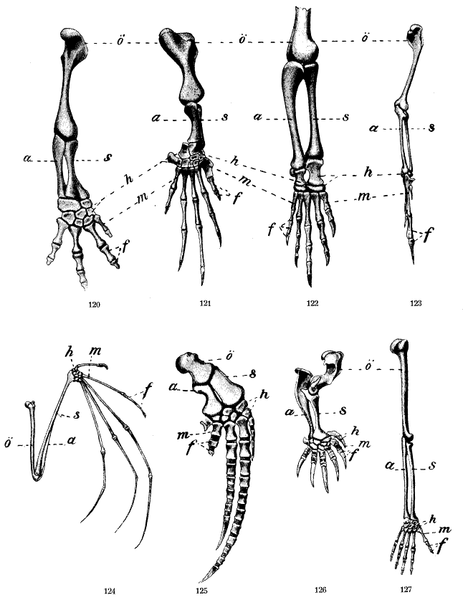 Fractal structure of trees in tropical environments