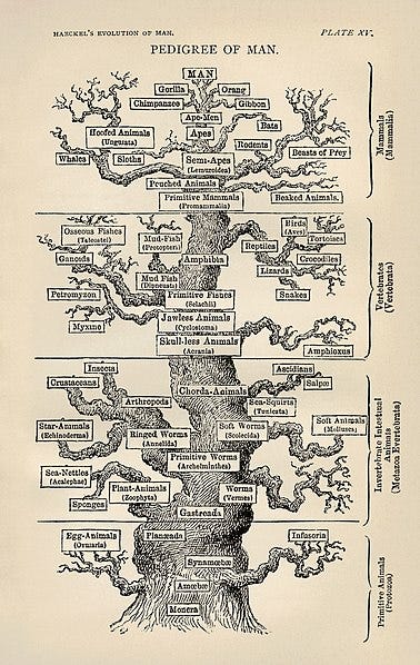 Early illustration depicting the Tree of Life