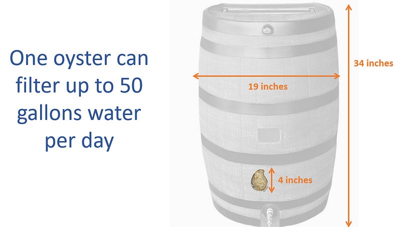 Illustrating the filtering power of an oyster.