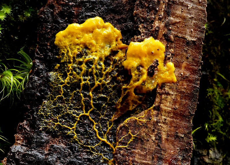 Slime mould showcasing its unique structure.