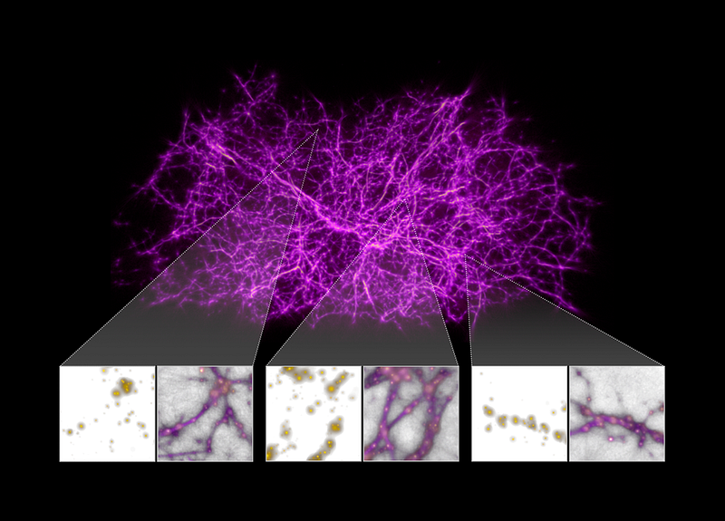 Visualization of slime mould behavior in network modeling.