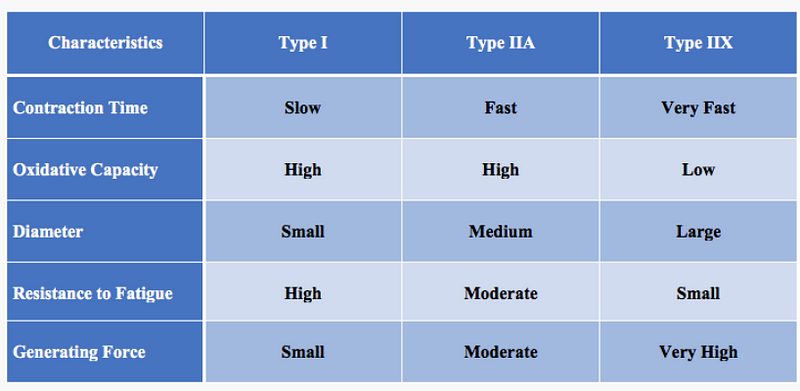 Types of Muscle Fibers