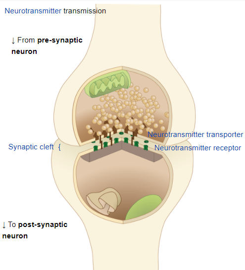 Diagram illustrating human brain structure