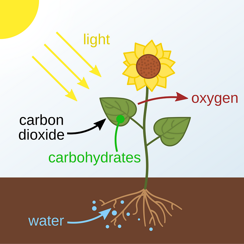 Microscopic view of photosynthesizing microorganisms