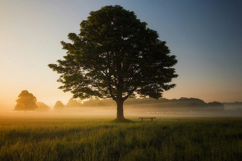 Reflection of recovery and growth in nature